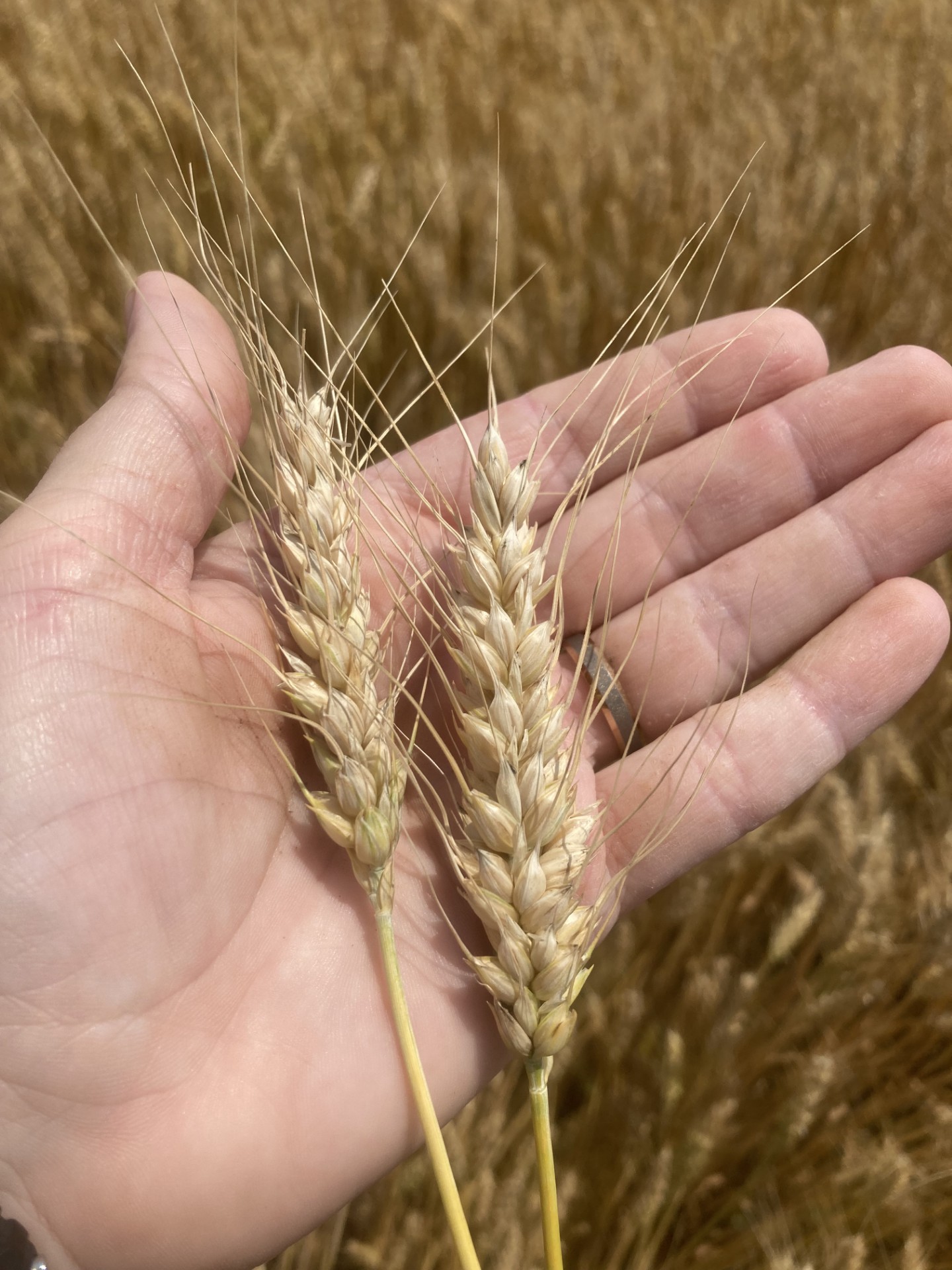 Wheat heads at Feekes 11.3 growth stage.